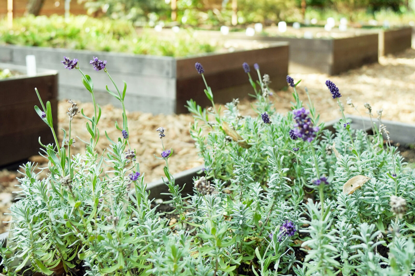 役立つ庭 - 熊澤酒造株式会社