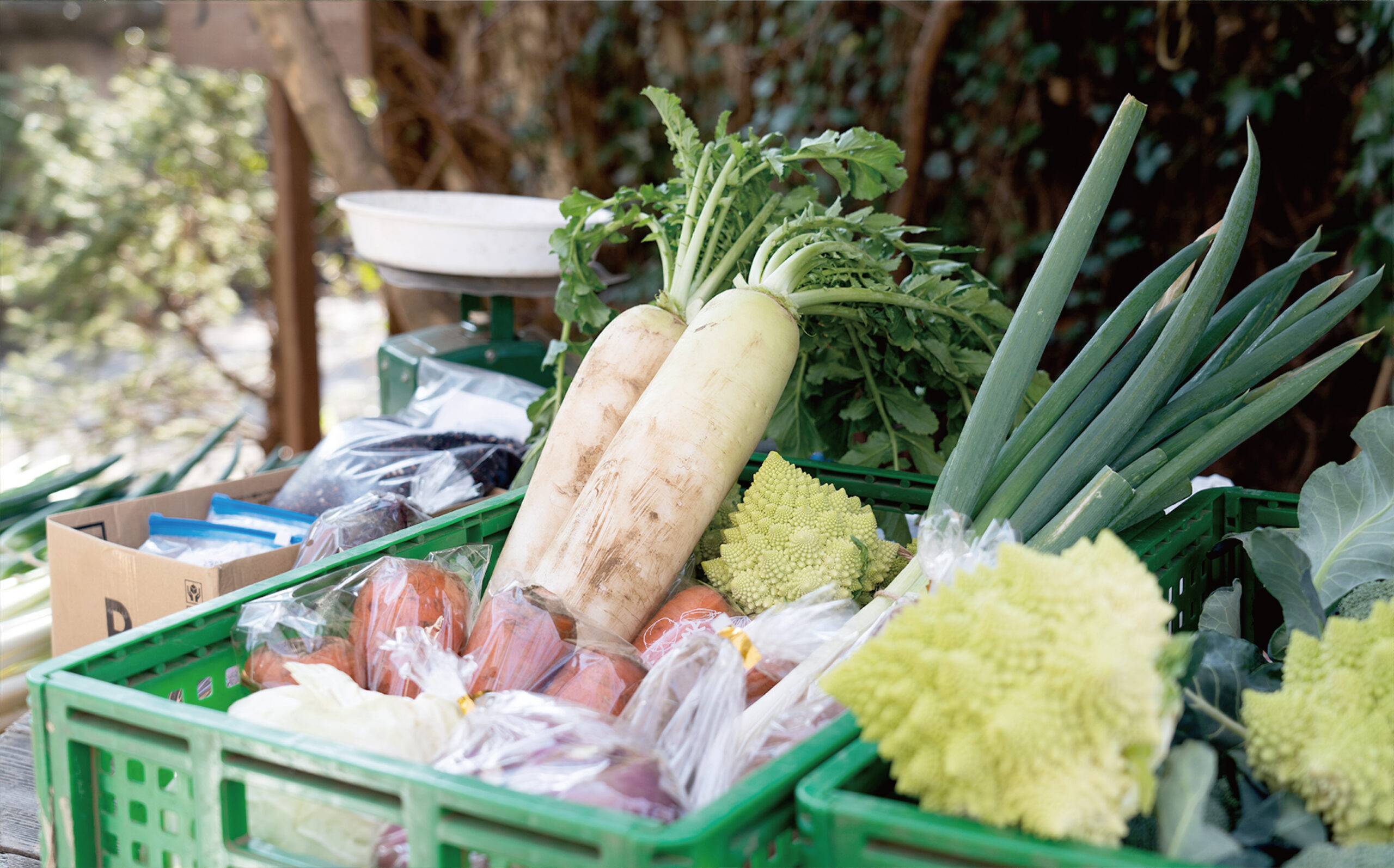 モキチグリーンマーケット特集 - 熊澤酒造株式会社