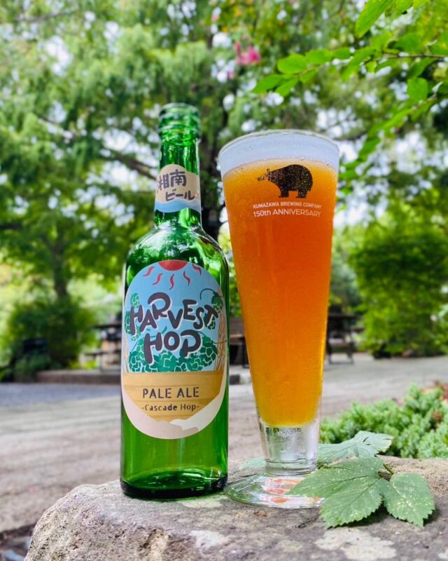 【来月開催！オクトーバーフェスト！】

「Harvest Hop Pale Ale」限定1200本発売決定！

アンバサダー「Ayame」とコラボしたオリジナルラベル✨
10月7日(土)発売！

ーーーーーーーーーーーーーーーーーーーーーーーーーーー
オクトーバーフェスト限定醸造🍺！

この度、オクフェス限定ビールとして、ペールエールを湘南ビール史上初めて醸造しました！

自分たちの手で育てたホールホップのカスケードを使用し、アメリカンスタイルのペールエールに仕上げた優しく飲みやすいビールが完成しました。

オクフェスでは限定ビールとしてタップで楽しめます！

ハーベストホップという新たなシリーズビールの第一弾です！！

ーーーーーーーーーーーーーーーーーーーーーーーーーー
【ハーベストホップ】

今年より湘南ビールで新たな企画をスタートさせました。
茅ヶ崎市内に所有する畑でカスケードホップを4年前より育てています。
そのホップを夏の暑い時期、レストランやボランティア、醸造スタッフが集まり収穫を行いました。

この我々が育て、収穫したホップを生のまま使用したビールを、毎年新しく考えオクトーバーフェストでお披露目するという挑戦に満ちた企画がこのハーベストホップビールになります。

ーーーーーーーーーーーーーーーーーーーーーーーーーー
【今年はペールエール！！】
そもそも、カスケードホップが世に広まったのはアメリカのシエラネバダ社のペールエールと言われています。
このビールが誕生し新たなクラフトビールブームの火付け役となり、IPAやヘイジーIPAなどアメリカンスタイルのクラフトビールが発展していきました。　

いまでは新しいホップの陰にひそめてしまっていますが、アメリカンスタイルのビールの元祖と言われる偉大なるホップがこのカスケードホップです。

そのような歴史背景もありハーベストホップシリーズの第一弾は、
カスケードホップの使用の原点であるペールエールを醸造しようと決めました。

ーーーーーーーーーーーーーーーーーーーーーーーーーーー
【ホップを最大限に引き出す】

今回はホップの使い方には特にこだわりました。
自社ホップは香りだけを引き立たせるため、煮沸後、温度を意図的に下げて使用し、苦みを抑え、飲みやすく優しいビールを目指し醸造しました。

ーーーーーーーーーーーーーーーーーーーーーーーーーーー

オクトーバーフェストでリリースする限定ビールです！是非お楽しみに！！

開催要綱

日時：10月7日・8日・9日
会場：熊澤酒造敷地内　茅ヶ崎市香川7-10-7
チケット前売り制
※各日程、数に上限があります。お求めはお早めに！！

#湘南ビール #熊澤酒造 #湘南唯一の蔵元 #よっぱらいは日本を豊かにする #ブリュワーズノート #湘南スタイル #クラフトビール #クラフトビール好き #クラフトビール好きと繋がりたい #クラフトビール愛好家 #クラフトビール備忘録 #地ビール #ビール好き #ビール好きな人と繋がりたい #ビール部 #ビール党 #ビール